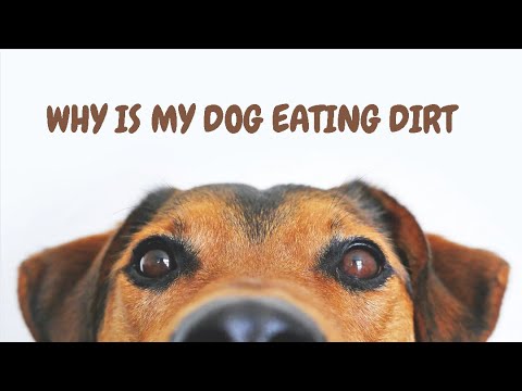 Why Is My Dog Eating Dirt