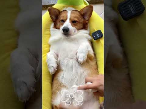 Clean Paws, Happy Hearts: Spa Day for Your Furry BFFs!