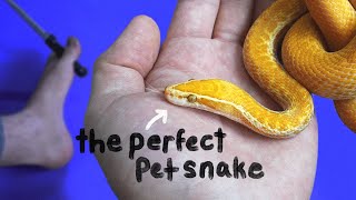 The Best Beginner Snake