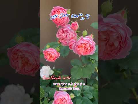 ロサ オリエンティス【ロマンティック チュチュ】 4K#ロサオリエンティス#flowers #rose #garden #gardening #薔薇 #shorts #short