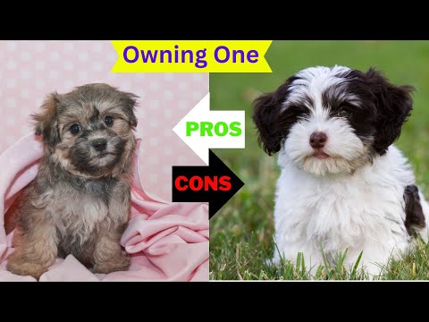 Havanese: The Pros & Cons of Owning One