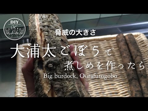 【デカごぼう】大浦太ごぼうの収穫と手羽先の煮物 Harvest of big burdock - English subtitle