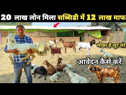 बकरी पालन में लाखों की सब्सिडी सरकार दे रही है | Goat farm subsidy scheme | bakri palan subsidy