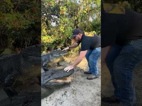 Giant Alligators at Gatorland! #wildlife #youtubeshorts #shortsfeed #alligator