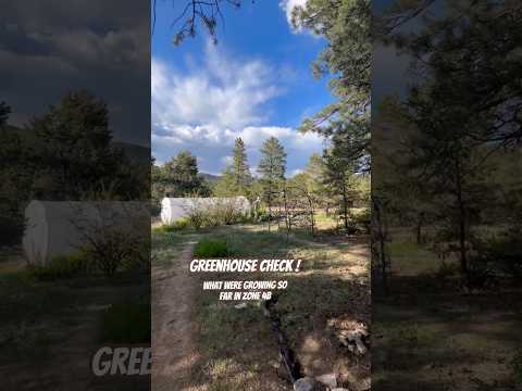 Today on the Homestead:Underground Greenhouse Tour Part 1 | Growing Food in Zone 4b Colorado #shorts