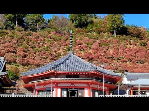 【大龍寺　ドウダンツツジ】　岐阜市　2024年11月19日（火）　　Gifu-Japan