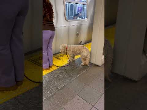 🗽 NYC Subway 🐶 Dog #shorts #dog #funnyanimal #nycbus #newyorkcity #nyclife