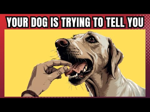 17 Unique Ways Dogs Say I Love You