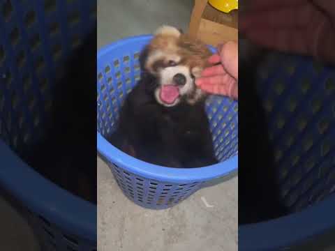 Today I will let you play with red pandas in the trash can. Confusing behavior of animals. Daily