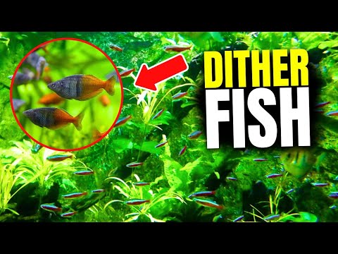 These are the 12 BEST Dither Fish (For All Aquariums)