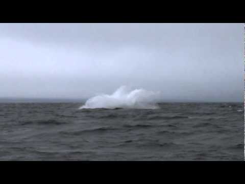 Humpback Whale Breaching , 40 foot whale jumps out of the ocean