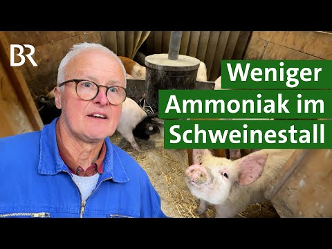 Emissionen reduzieren im Schweinestall: gut für Umweltschutz und Tierwohl | Unser Land | BR