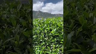 日照绿茶高山云雾特级茶叶Green tea from China 来自中国的绿茶