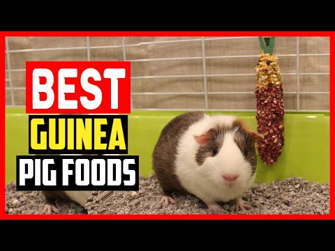 ✅The 5 Best Guinea Pig Foods of 2023