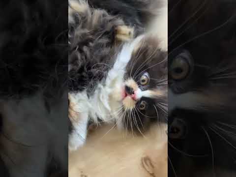 cuty cats😍short video😍