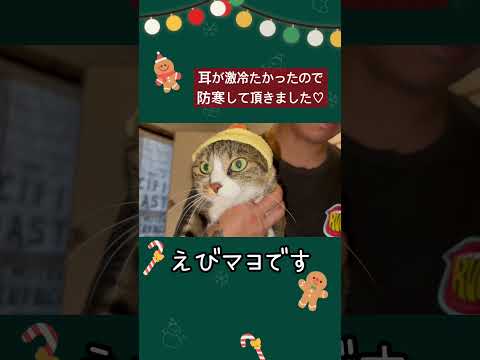 【トトちゃんの耳が⋯】 #保護猫 #猫のいる生活 #キジシロ #猫#shorts