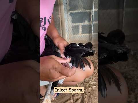 Artificial insemination in Hen #poultryfarming #poultry #breeding