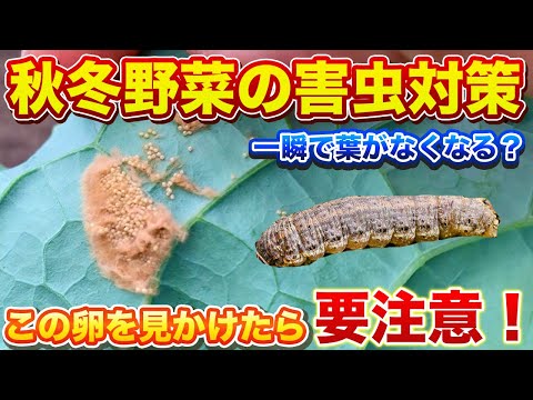 【害虫対策】この卵があったら一瞬で葉が無くなります！葉の裏を絶対に確認して！