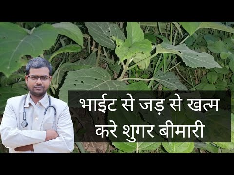 bhayet|sugar bimari jad se|tabiti bimari karo|भाईट के टुसा खाने से सुगर बीमारी दूर होता|जड़ीबूटी