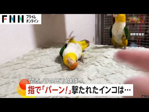 指で「バーン！」撃たれたインコ　“関西のノリ”に妹は…