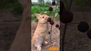 animal video #animals #creatorsearch2 #animal #viral