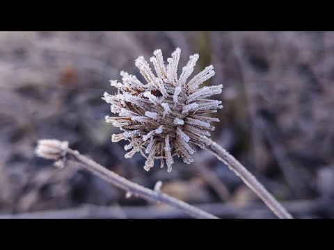 Frosty Spring morning. Sunrise and birds singing for good mood. ASMR