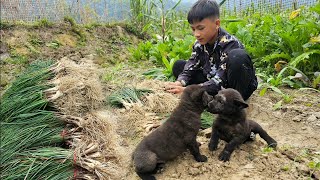 Nam harvests green onions in the garden to sell - Buys kohlrabi seeds to plant | Nam - poor boy