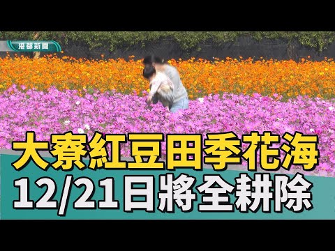 捷運看花海|大寮紅豆田花田季 波斯菊花海秒殺記憶體