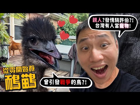 【從零開始養】鴯鶓!台灣有人當寵物?超親人!發情騎許伯?曾經引發戰爭!?【許伯簡芝】