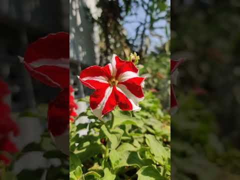 #youtube #short #petunia #greenmeadows Petunia blooms | https://youtu.be/bRtme1qiEVw