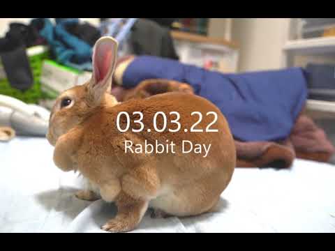 ウサギの日 🐇Happy Rabbit Day🥕