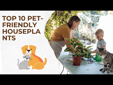 Discover the Ultimate List: 10 Houseplants That Won't Harm Your Pets