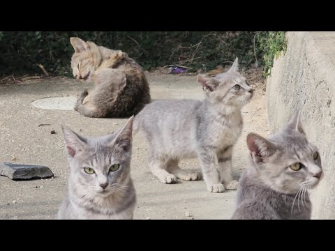 Many kittens play happily in the garden, basking in the sunshine.