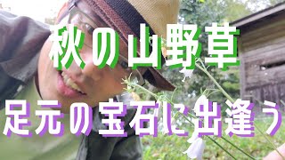 【秋の山野草】静かな公園で出会った宝石たち💎🌿