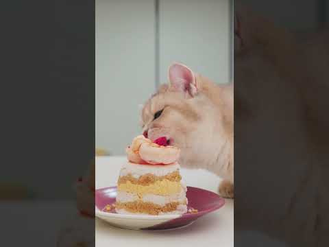 Can cats eat this? 🎂 #cat #cats