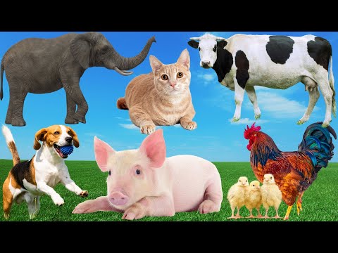 The lives of familiar animals: Cats, Chickens, Horses, Ducks, Elephants, Dogs...