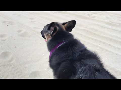 German Shepherd Off Leash at the shore! in NJ, we call it the shore vs beach. Episode 182