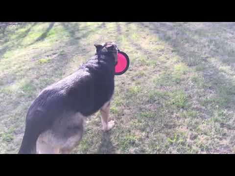 HuMom failed our German Shepherd! Threw the frisbee into the woods!  Hiking with a Dog.