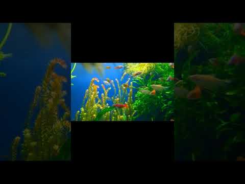 Beautiful Coral Fish reef Relaxing Sleep Music #shorts #viralvideo