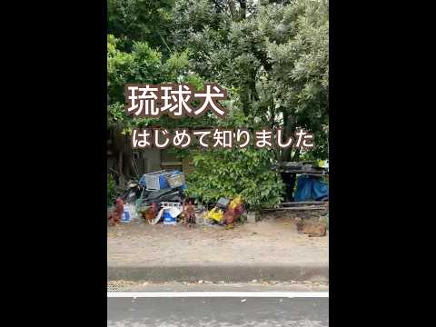 【石垣島】琉球犬の存在を初めて知りました🐕 #石垣島 #琉球犬