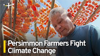 Persimmon Farmers in Taiwan Battle Typhoons and Rising Temperatures | TaiwanPlus News