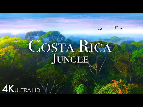 Costa Rica Jungle 4K - Beautiful Tropical Rainforest with Exotic Wildlife | Scenic Relaxation Film