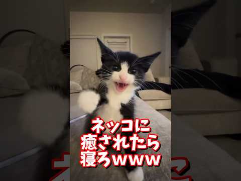 ネッコの動画で癒されたら寝ろｗｗｗ　#2ch #2chまとめ 動物スレ #2ch面白いスレ #動物 #犬 #猫 #癒やし #ねこ動画