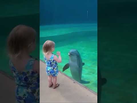 Dolphin smiles at her friend #dolphin