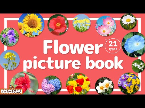 Flower Picture Book | Video for Kids 【花図鑑】21種類のいろんなお花をみてみよう！英語知育アニメ