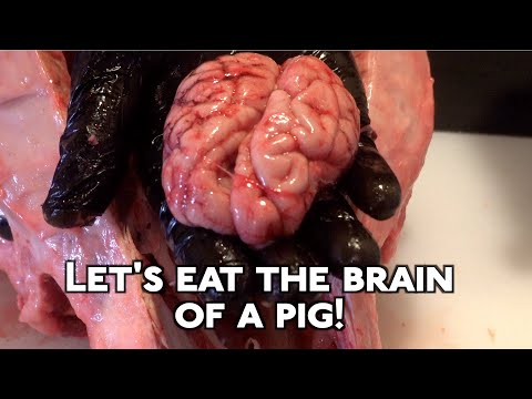 Let's eat the brain of a pig!