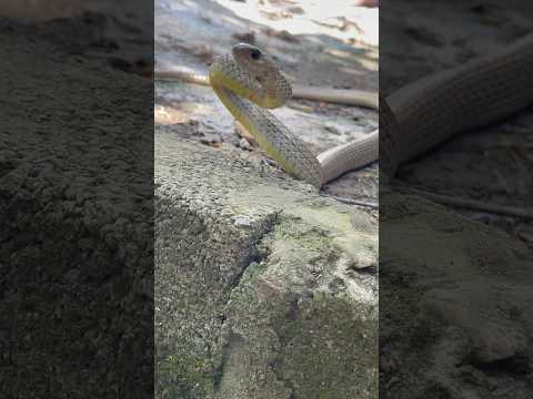 Loài rắn trông như đồ chơi #birds #amazingfacts #nature #snake