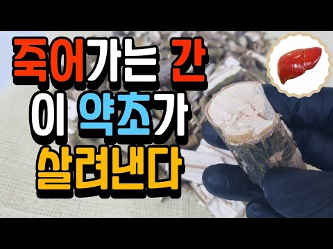 간에 좋다고 소문나서 씨가 말라버렸다는 약초 | 죽은 간을 소생시킨다고 알려진 약초 | 벌나무의 효능