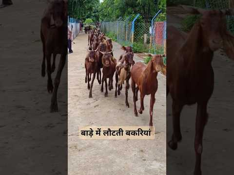 सिरोही नस्ल के बकरे बकरियां अपने बाड़े की तरफ जाते हुए।#goatfarmer #goatfarm#goatfarming #goatlover