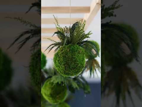 kokedama പായൽ പന്ത് #shorts #malayalam #greenplant #kokedama #garden #gardening